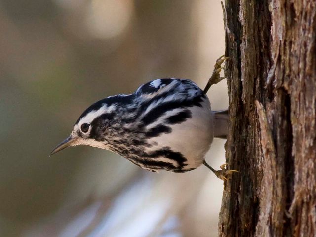 Black-and-white Warbler